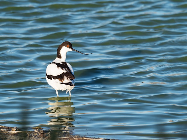 Free download pied avocet bird avian water free picture to be edited with GIMP free online image editor