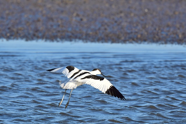 Free download pied avocet bird flying wader bird free picture to be edited with GIMP free online image editor
