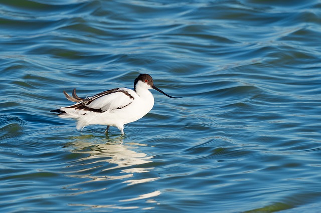 Free download pied avocet wading eye looking bird free picture to be edited with GIMP free online image editor
