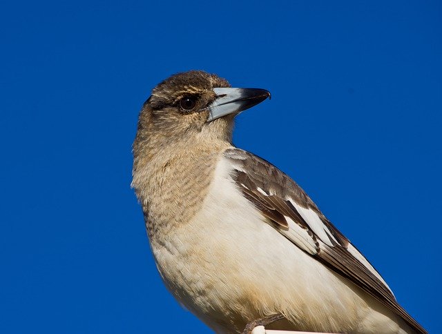 Free download Pied Butcherbird -  free photo or picture to be edited with GIMP online image editor