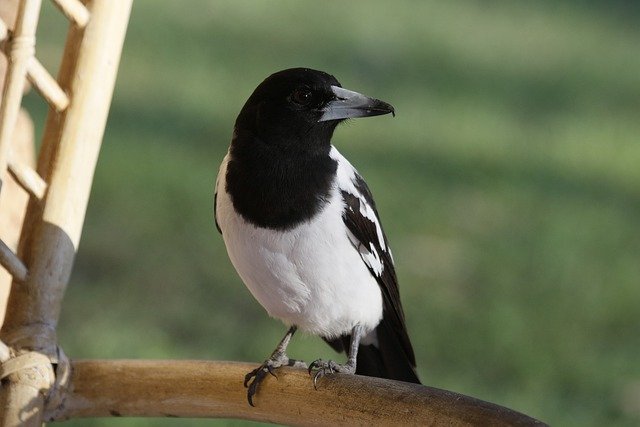 Free download pied butcherbird bird avian free picture to be edited with GIMP free online image editor