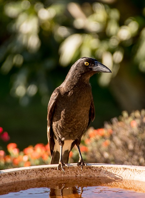 Gratis download Pied Currawong Strepera Graculina - gratis foto of afbeelding om te bewerken met GIMP online afbeeldingseditor