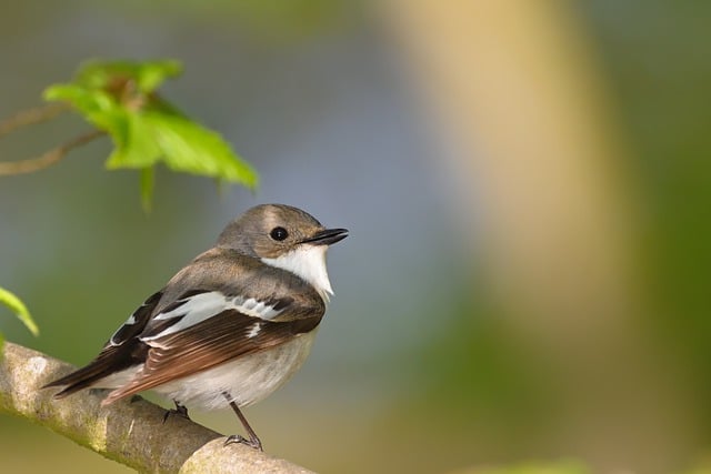 Free download pied flycatcher bird animal free picture to be edited with GIMP free online image editor