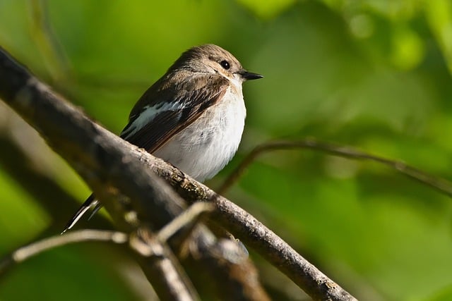 Free download pied flycatcher bird park songbird free picture to be edited with GIMP free online image editor