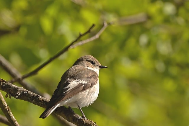 Free download pied flycatcher bird park spring free picture to be edited with GIMP free online image editor