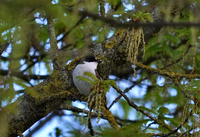 Free download pied flycatcher ficedula hypoleuca free picture to be edited with GIMP free online image editor