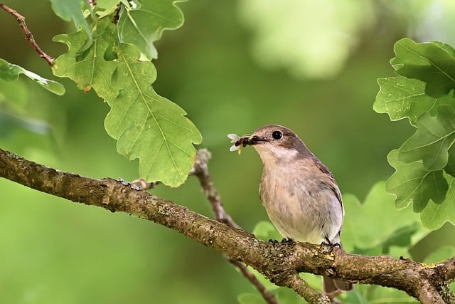 Free download pied flycatcher foraging bird park free picture to be edited with GIMP free online image editor