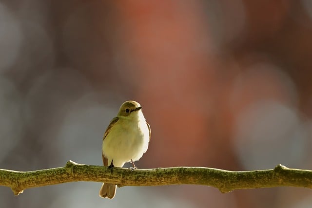 Free download pied flycatcher nature bird park free picture to be edited with GIMP free online image editor