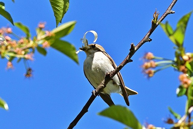Free download pied flycatcher nest building bird free picture to be edited with GIMP free online image editor