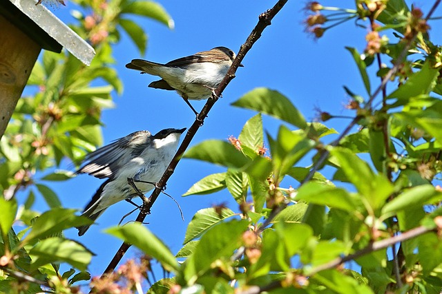 Free download pied flycatcher pair bird wildlife free picture to be edited with GIMP free online image editor