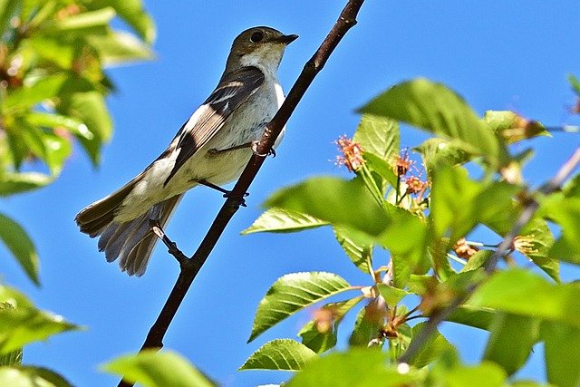 Free download pied flycatcher songbird cute free picture to be edited with GIMP free online image editor