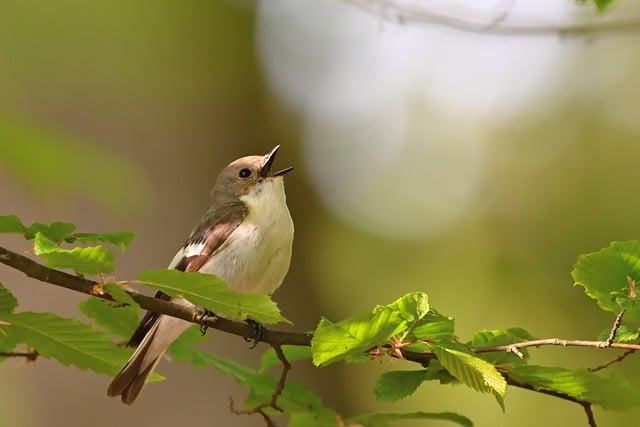 Free download pied flycatcher sunrise spring bird free picture to be edited with GIMP free online image editor