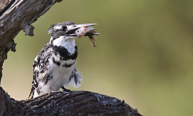 Free download pied kingfisher fish catch bird free picture to be edited with GIMP free online image editor