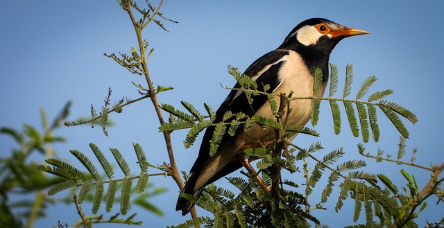 Free download pied myna bird branch perched free picture to be edited with GIMP free online image editor