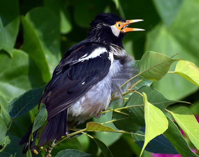 Free download pied myna bird orange beak free picture to be edited with GIMP free online image editor