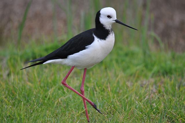 Free download pied stilt okoromai wetland free picture to be edited with GIMP free online image editor