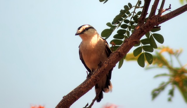 Free download pied triller wild bird wildlife free picture to be edited with GIMP free online image editor
