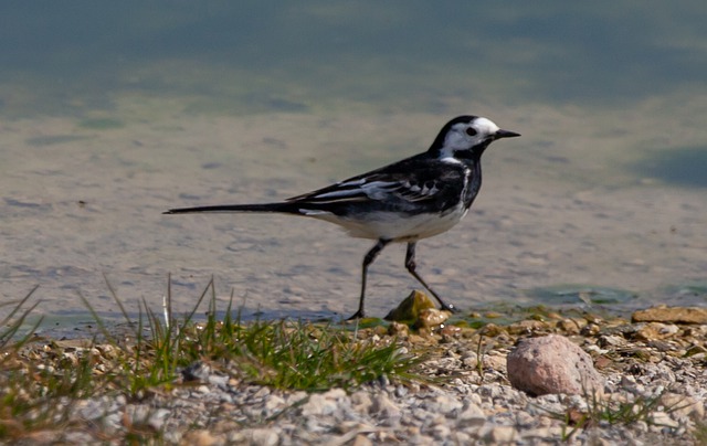 Free download pied wagtail wagtail rocks water free picture to be edited with GIMP free online image editor