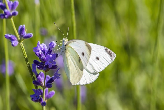 Free download pieris butterfly nature insect free picture to be edited with GIMP free online image editor