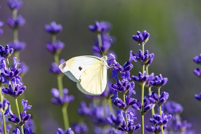 Free download pieris nature insect fauna free picture to be edited with GIMP free online image editor