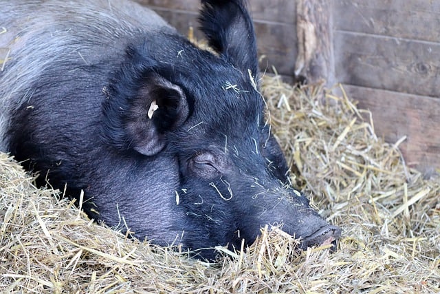 Free download pig barn straw domestic pig mammal free picture to be edited with GIMP free online image editor