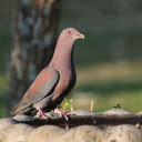 Pigeon and the High Neck  screen for extension Chrome web store in OffiDocs Chromium