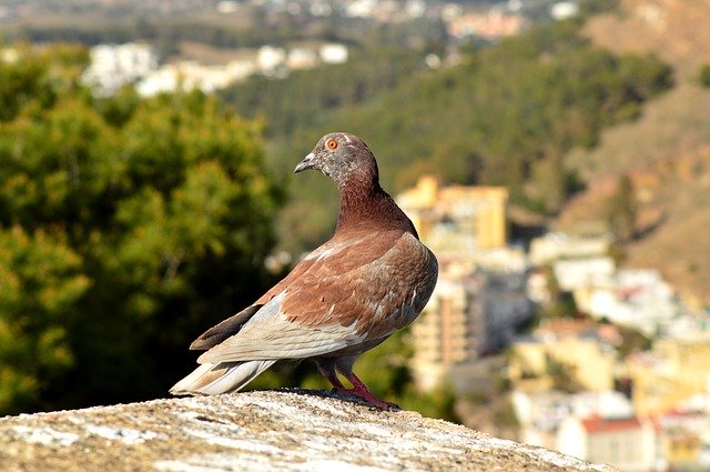 Free download Pigeon Animal Nature -  free photo or picture to be edited with GIMP online image editor