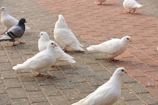 Free download Pigeon Animal Rest -  free photo or picture to be edited with GIMP online image editor