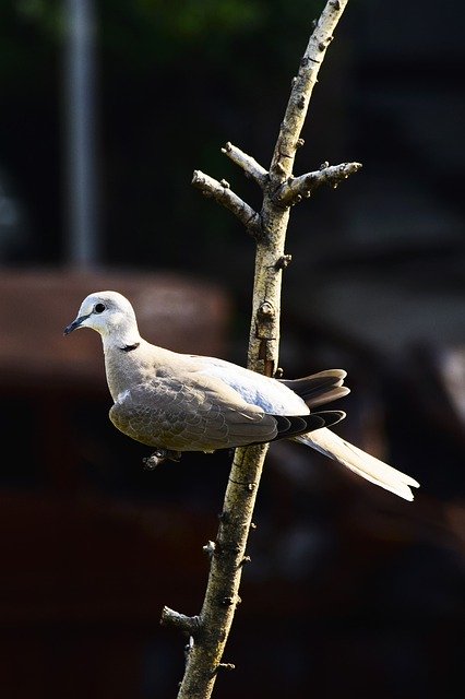 Bezpłatne pobieranie Pigeon Bird - darmowe zdjęcie lub obraz do edycji za pomocą internetowego edytora obrazów GIMP