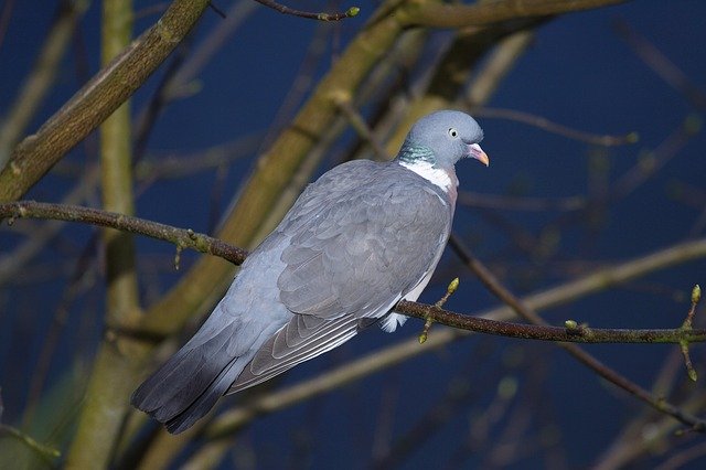 Free download Pigeon Bird Animal -  free photo or picture to be edited with GIMP online image editor