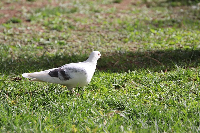 Free download pigeon bird animal bird watching free picture to be edited with GIMP free online image editor