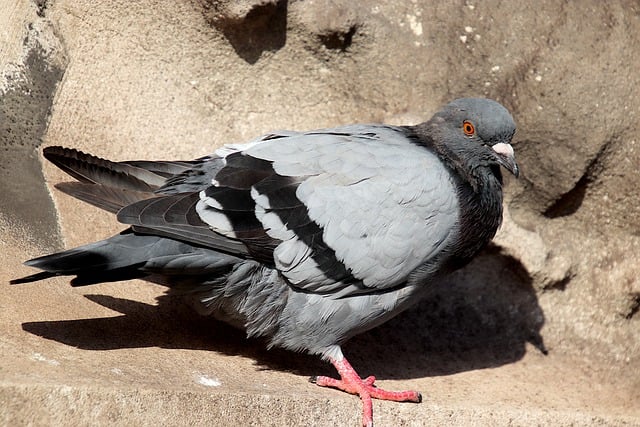 Free download pigeon bird animal nature wildlife free picture to be edited with GIMP free online image editor