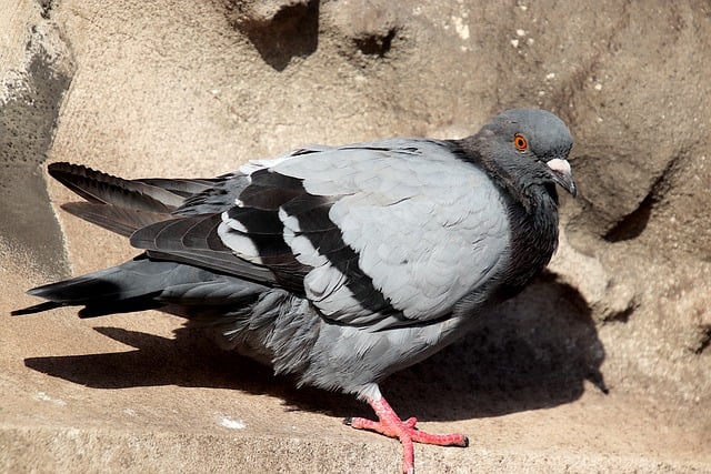 הורדה חינם יונה ציפור חיה טבע חיות בר תמונה בחינם לעריכה עם עורך תמונות מקוון בחינם של GIMP