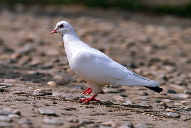 Free download pigeon bird animal park avian free picture to be edited with GIMP free online image editor