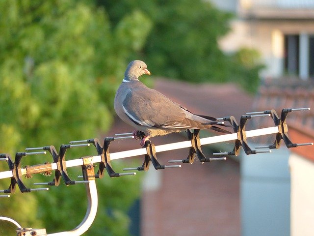 Free download Pigeon Bird Animals -  free photo or picture to be edited with GIMP online image editor