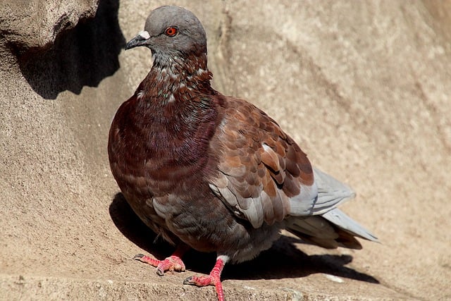 Bezpłatne pobieranie gołębi ptak zwierzę dzika przyroda natura bezpłatne zdjęcie do edycji za pomocą bezpłatnego edytora obrazów online GIMP