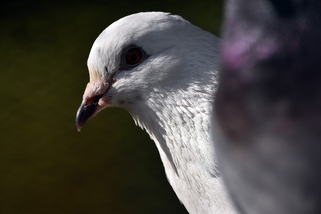 Free download pigeon bird beak eye nature free picture to be edited with GIMP free online image editor