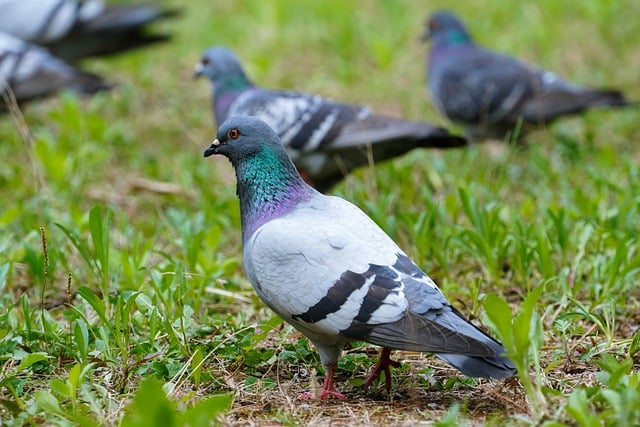 Free download pigeon bird beak feathers plumage free picture to be edited with GIMP free online image editor