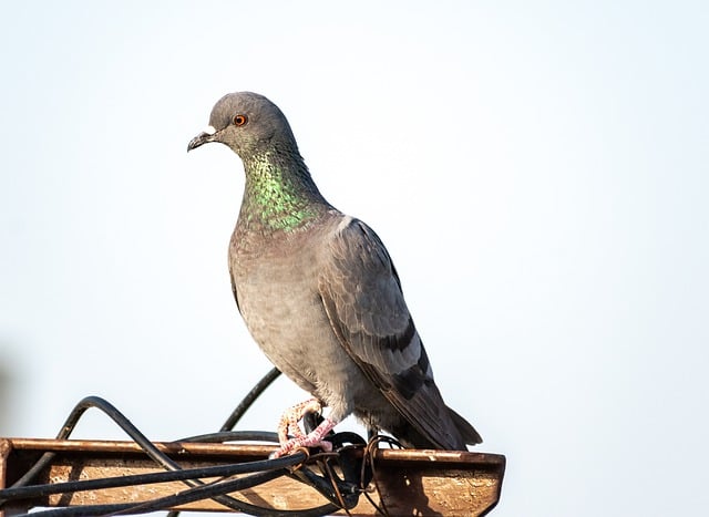 Free download pigeon bird dove wildlife avian free picture to be edited with GIMP free online image editor