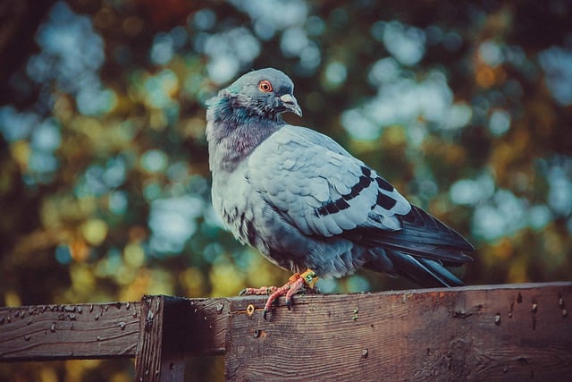Free download pigeon bird feathers nature free picture to be edited with GIMP free online image editor