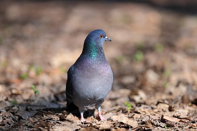 Free download pigeon bird flying pigeon feathers free picture to be edited with GIMP free online image editor