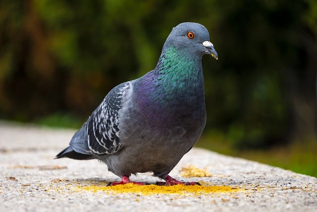 Free download pigeon bird foraging wildlife free picture to be edited with GIMP free online image editor