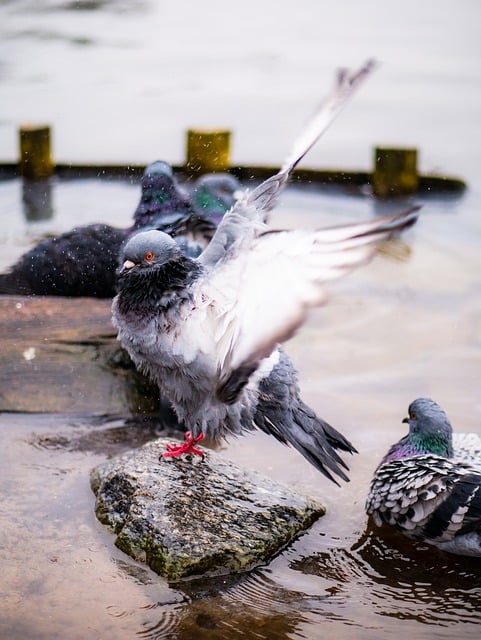 Free download pigeon bird park nature feather free picture to be edited with GIMP free online image editor