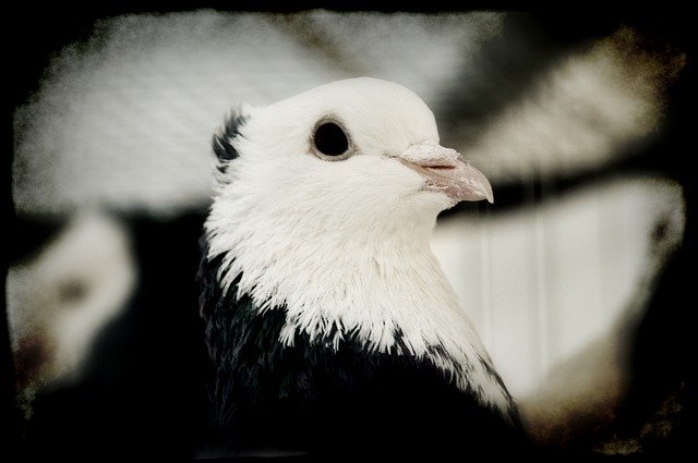 Gratis download Pigeon Bird Pen - gratis gratis foto of afbeelding om te bewerken met GIMP online afbeeldingseditor