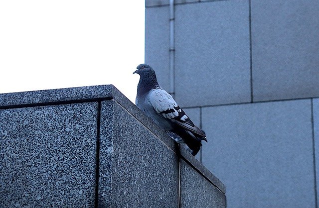 Free download pigeon bird perched animal free picture to be edited with GIMP free online image editor