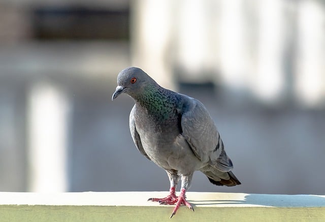 Free download pigeon bird rock dove plumage free picture to be edited with GIMP free online image editor