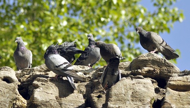 Download gratuito Pigeon Birds Animal - foto o immagine gratuita da modificare con l'editor di immagini online di GIMP