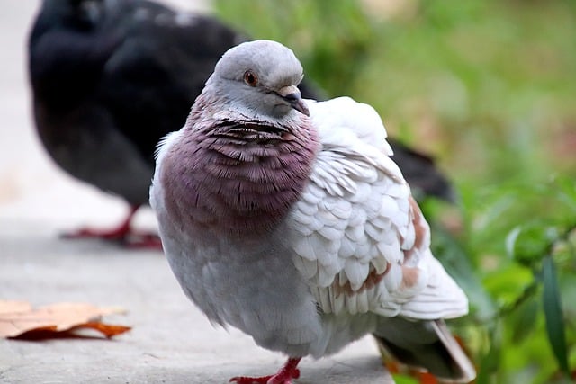 Free download pigeon birds beige laid basin free picture to be edited with GIMP free online image editor