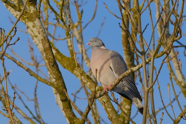 Free download pigeon bird tree dove wood pigeon free picture to be edited with GIMP free online image editor