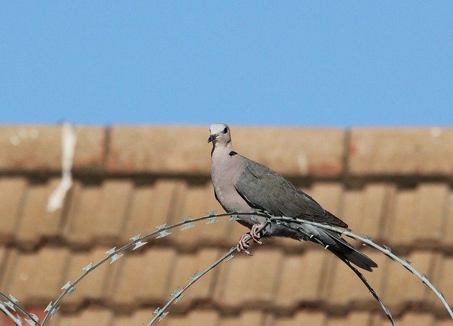 Free picture Pigeon Dove Bird -  to be edited by GIMP free image editor by OffiDocs